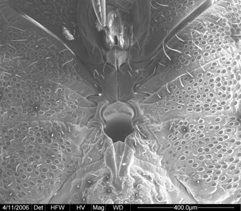 Media type: image;   Invertebrate Zoology 134690